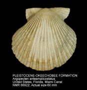 PLEISTOCENE-OKEECHOBEE FORMATION Argopecten anteamplicostatus